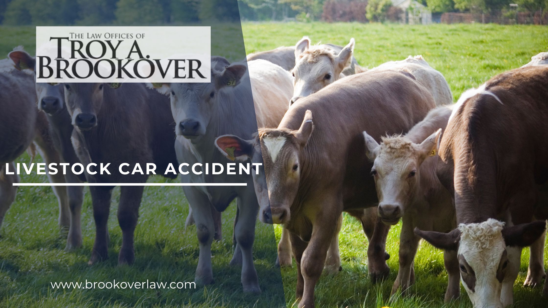 Who Pays if You Hit a Cow on the Road?